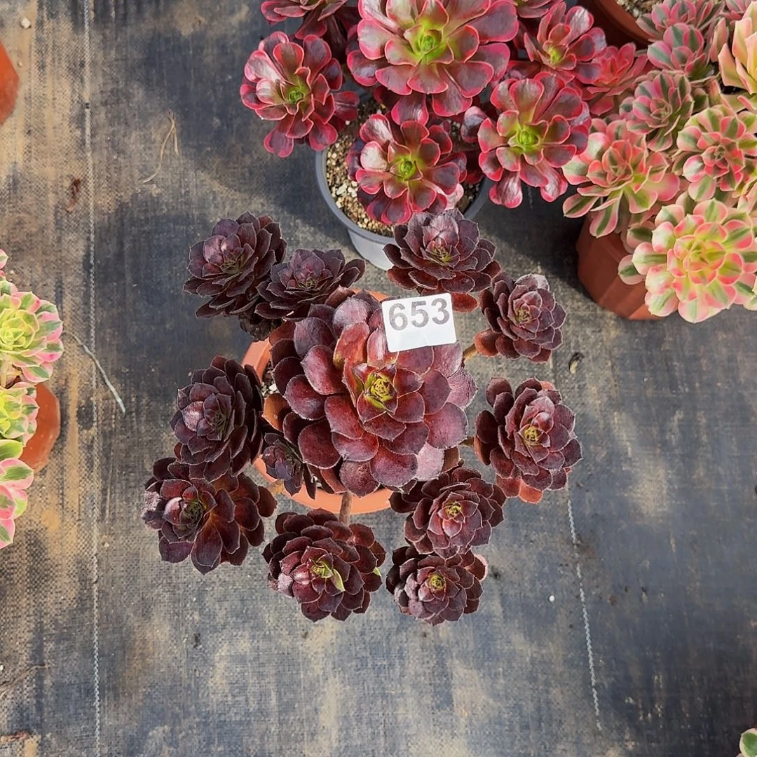 653黑美人冠服再30公分以上