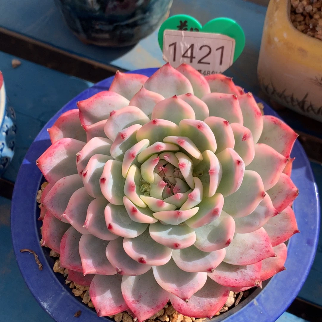 吉娃娃锦单头一物一拍1421