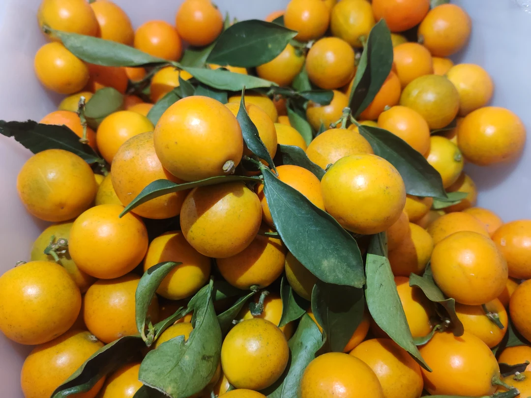 大凉山脆蜜金桔。清脆爽口一斤装