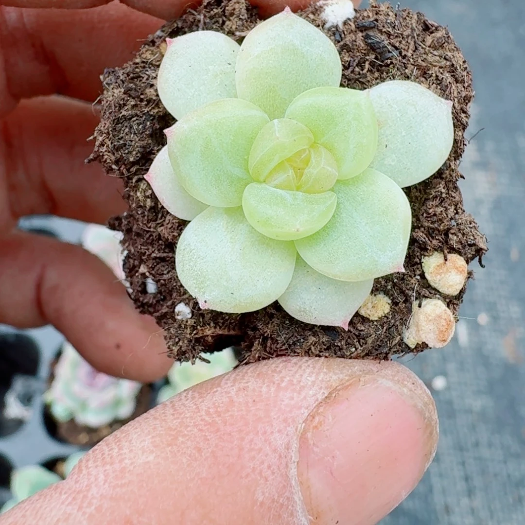 多肉杂交一物一拍26-64