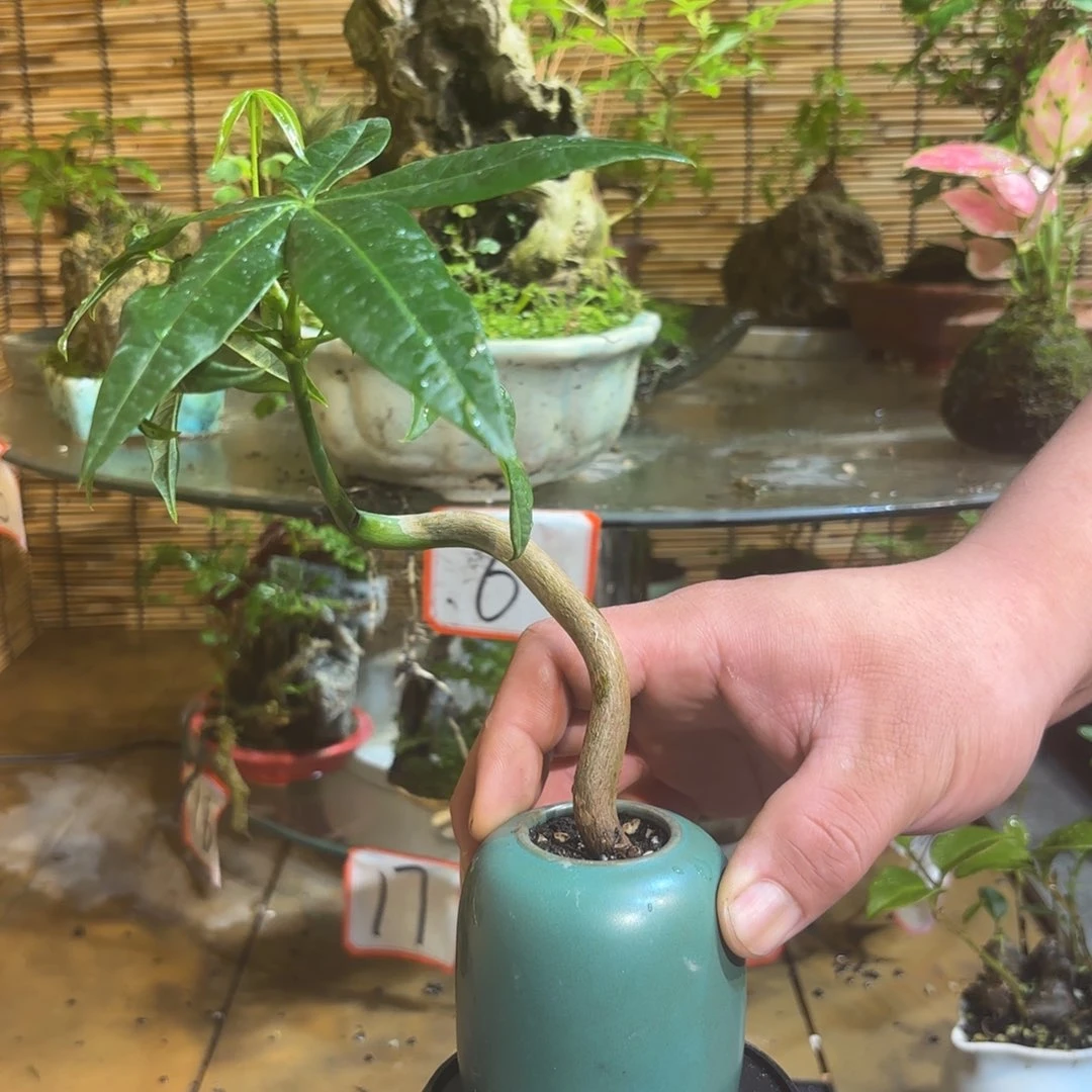 无花朵w**?拉黑退款 一物一拍188