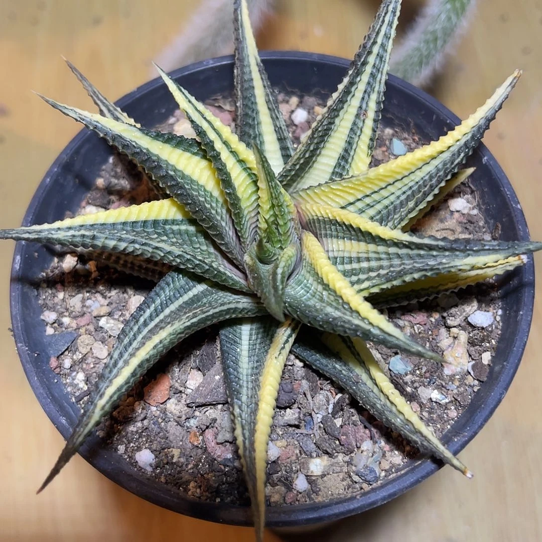 琉璃殿锦一物一拍