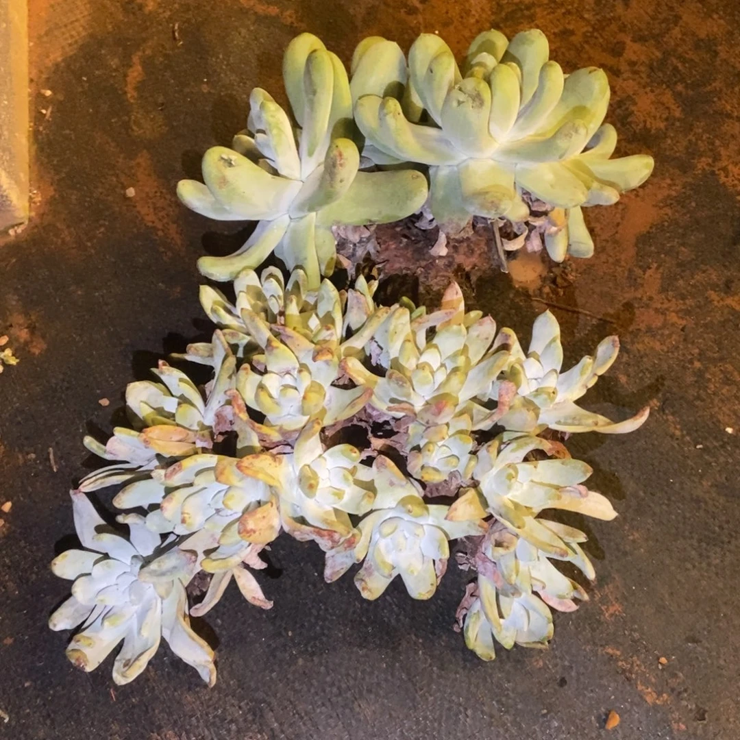青***里拇指抵扣多肉植物啦啦啦差价