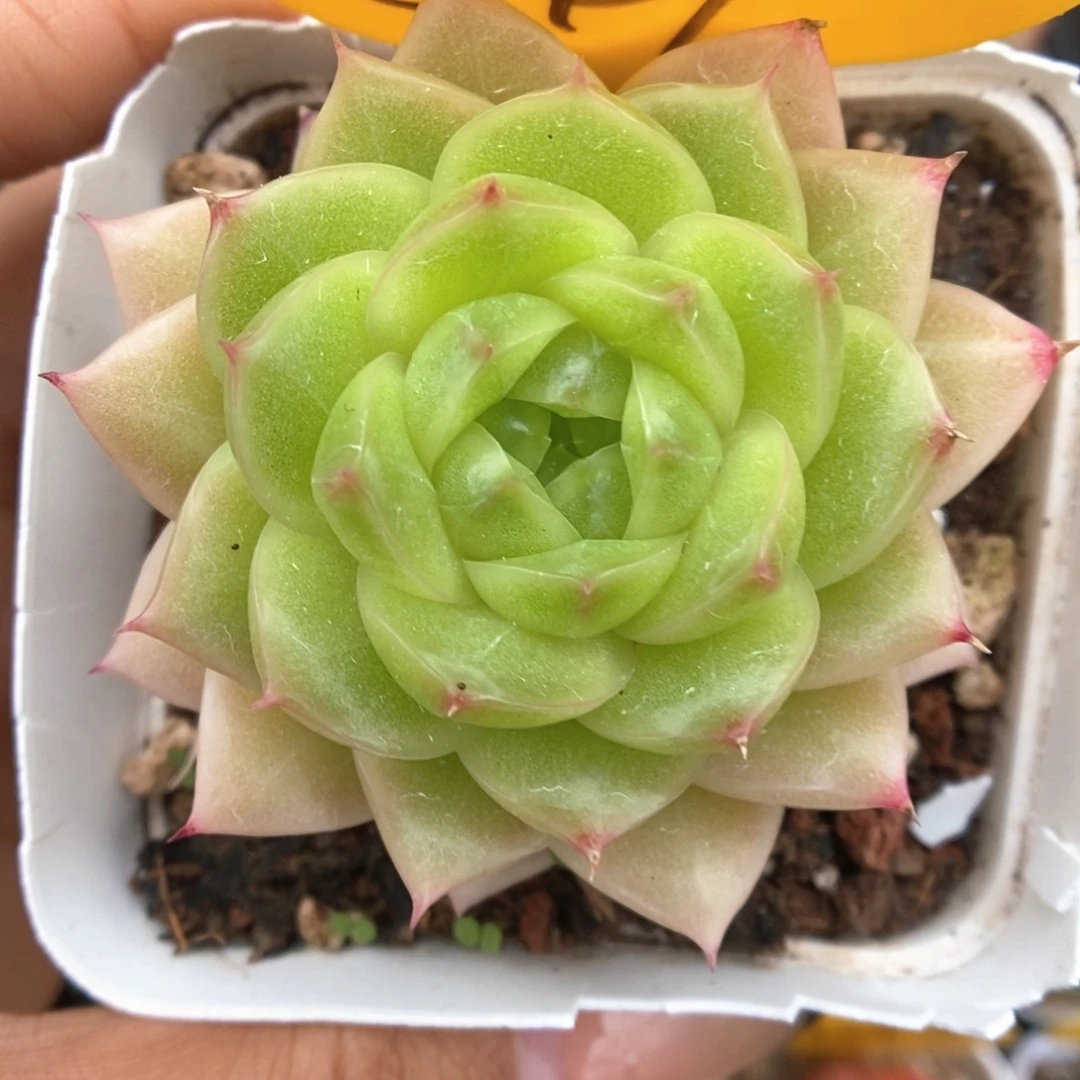 青柠麦秆可拍541号。