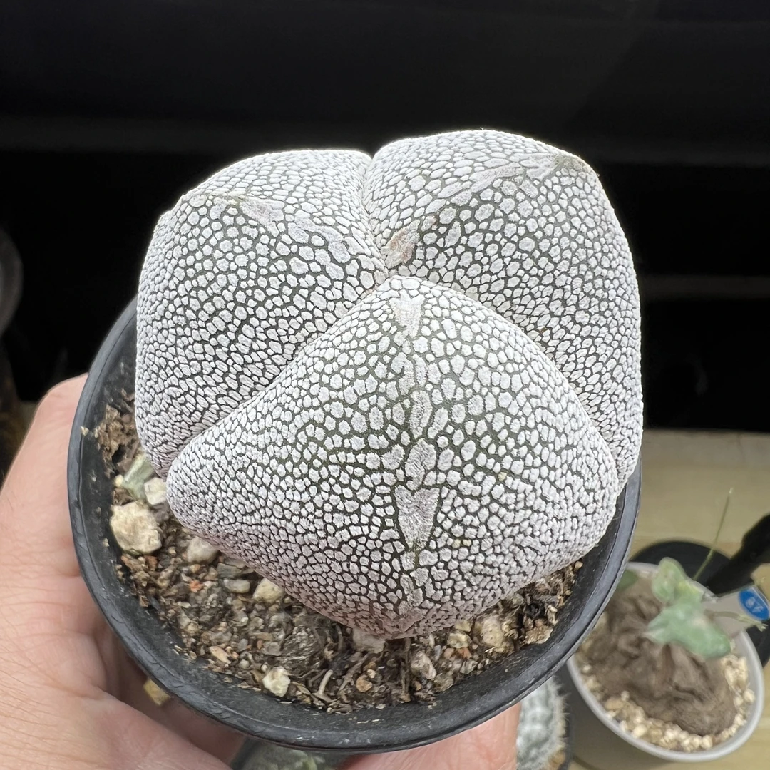 选拔矮恩冢仙人球块根多肉植物绿植盆栽花卉