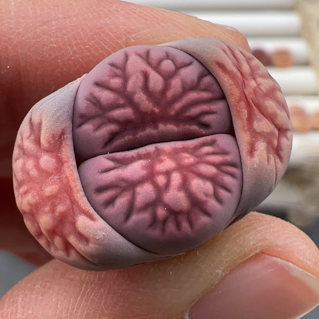 3.6好看的多肉脱土发货202