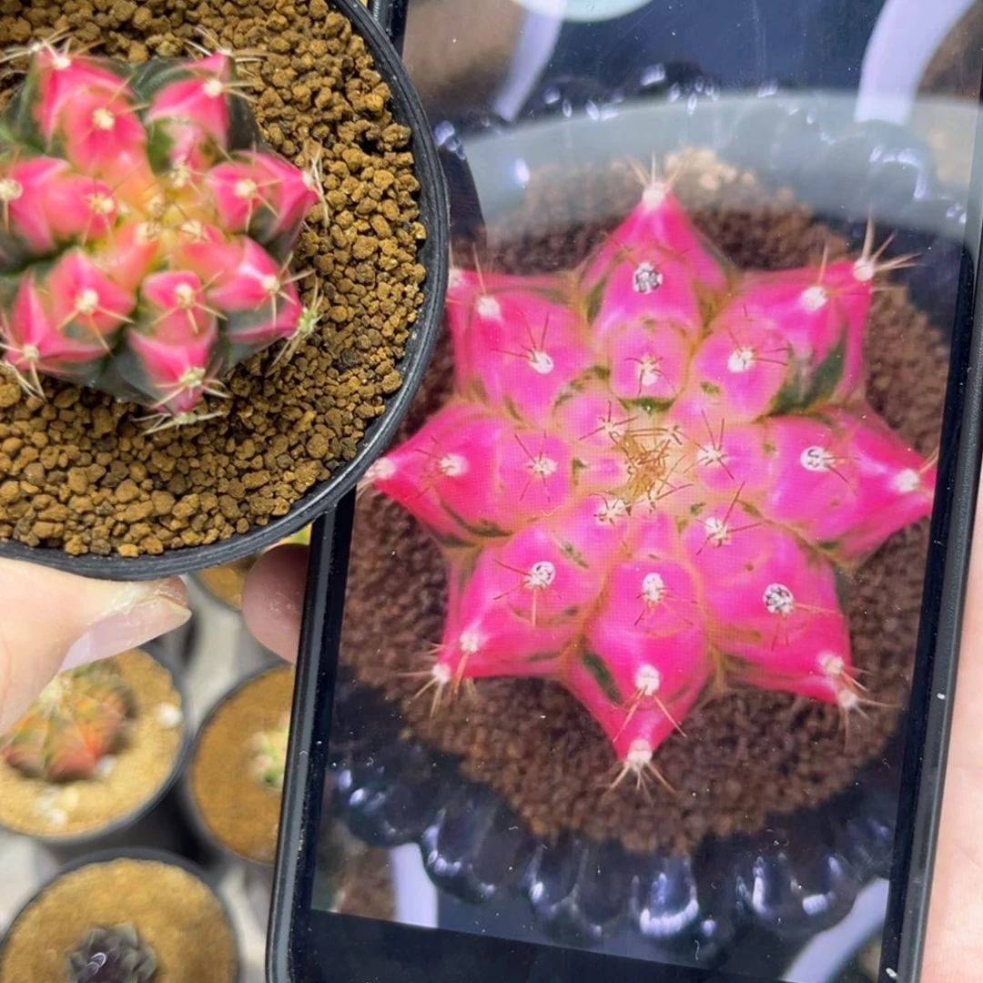 哈娜侧芽—————————