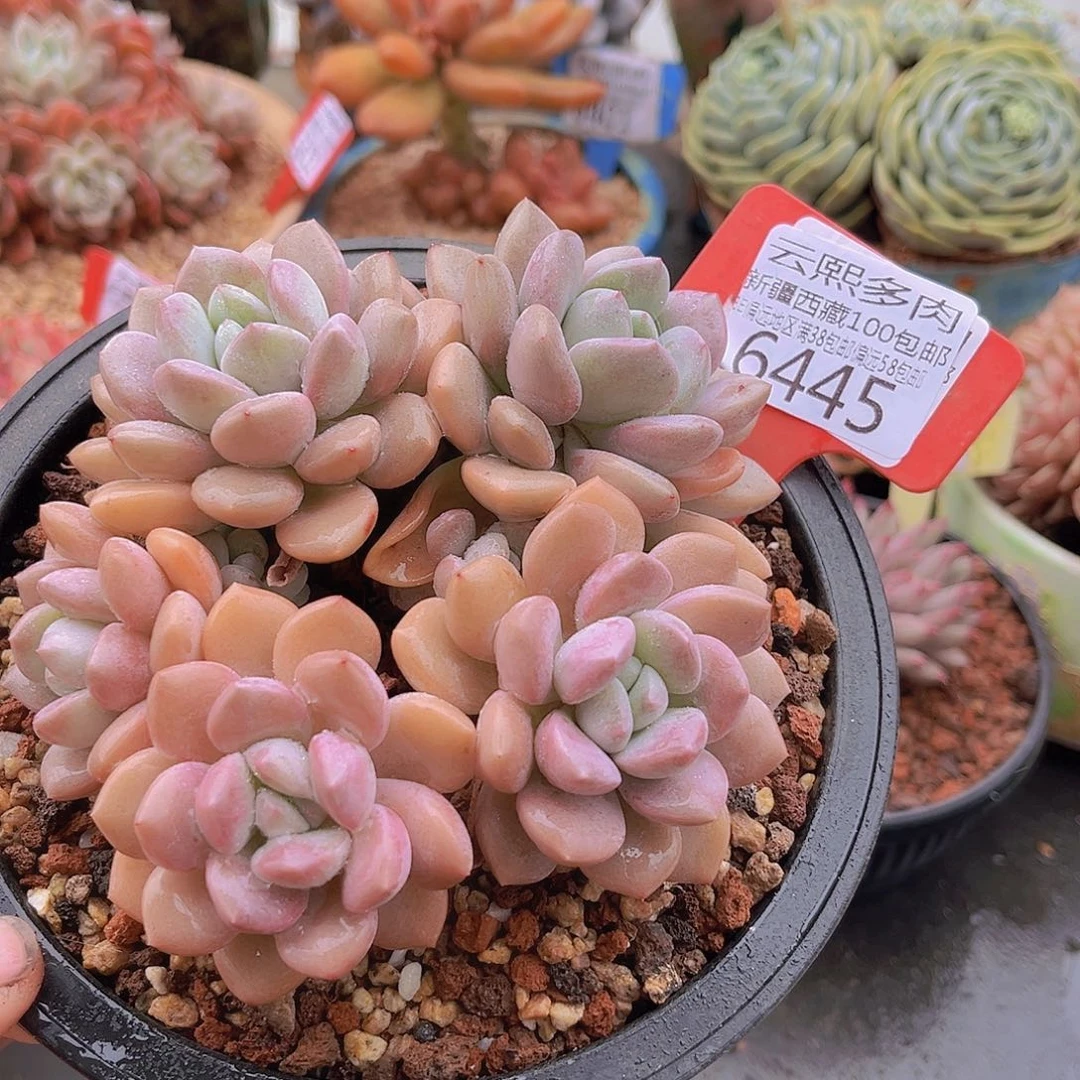 6445白鹭。