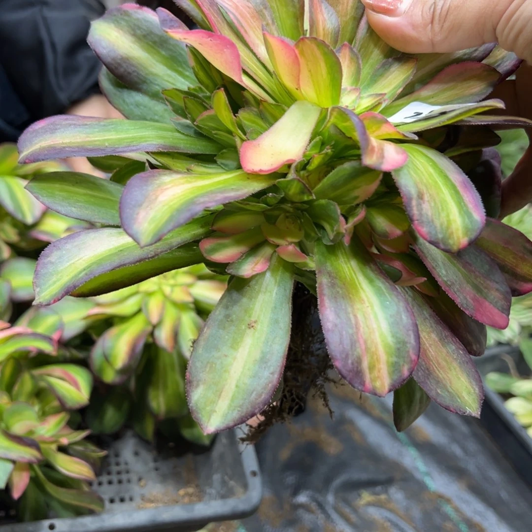 253韶秀七彩流星雨45多肉一颗