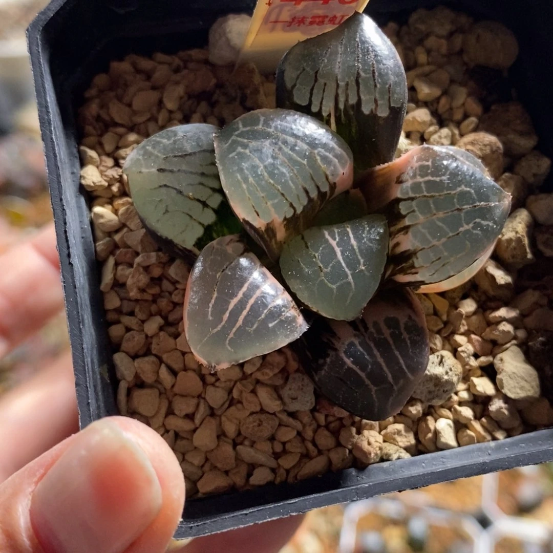 446日月潭寿锦一物一图