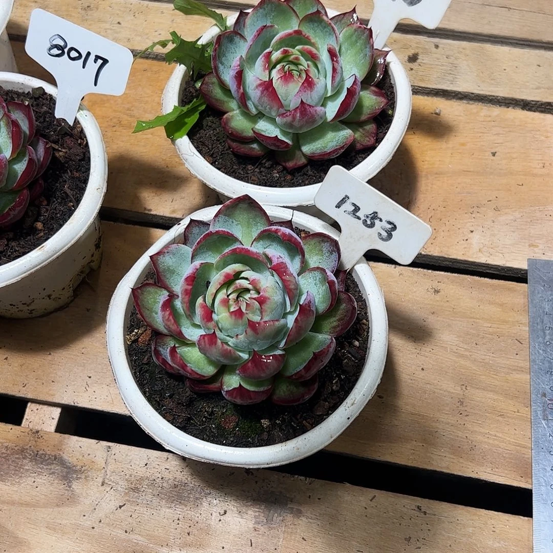 X***惊鸿仙子1253.178号