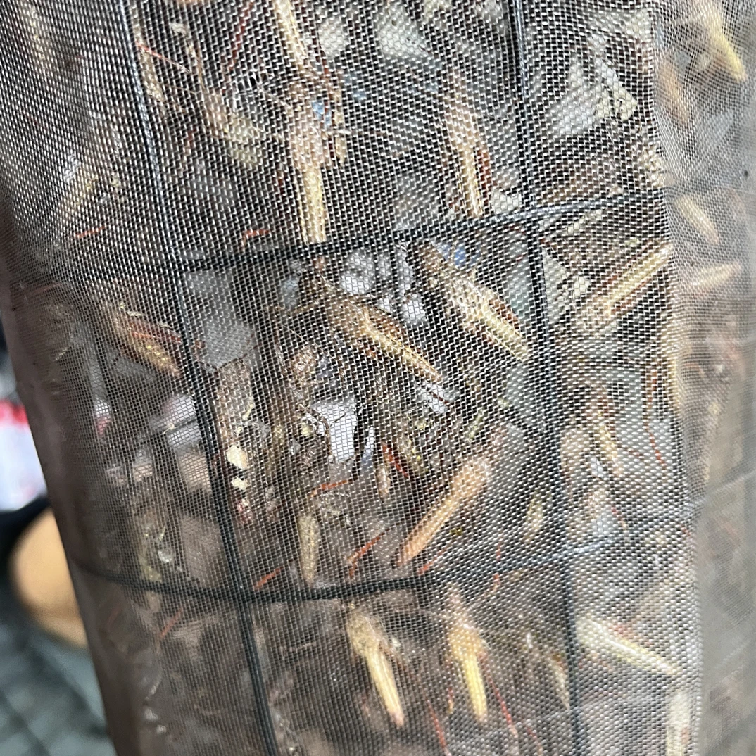 云南鸟食花腿母鸟食专用提性促火