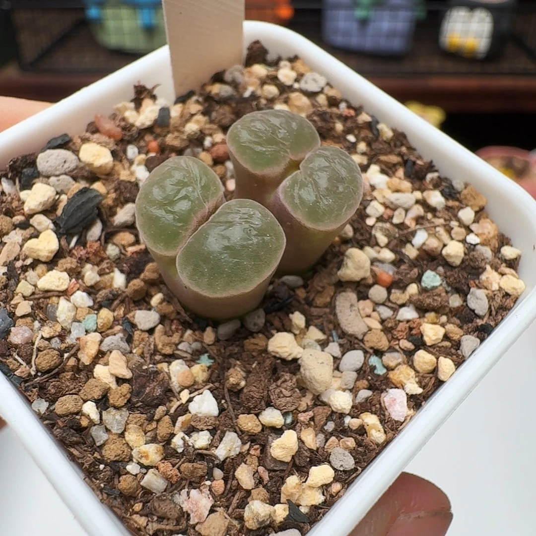 多肉植物福利风铃211