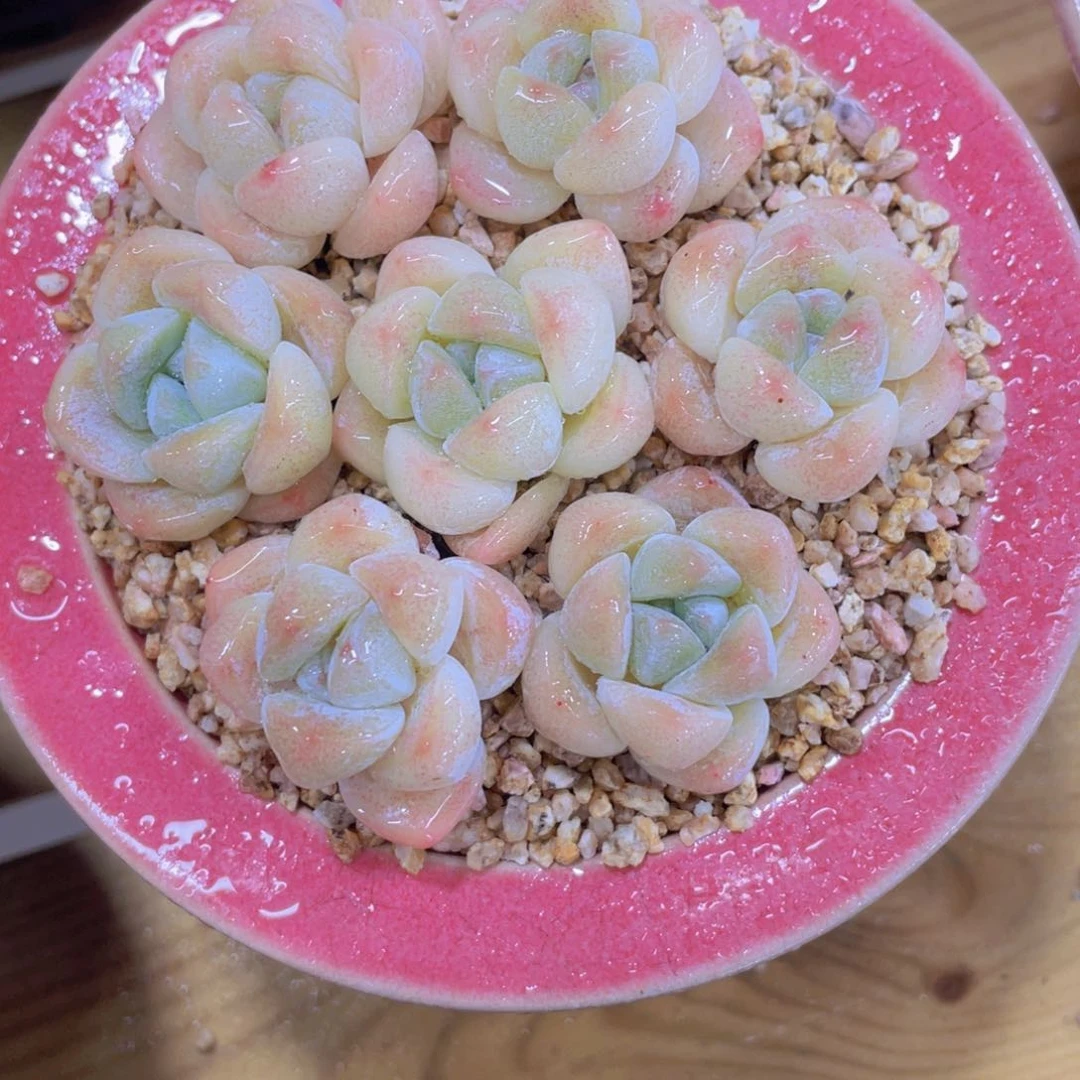 奶油白透冰玉单头七个