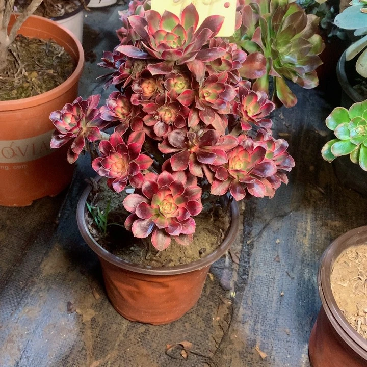 914香奈儿多肉一物一拍