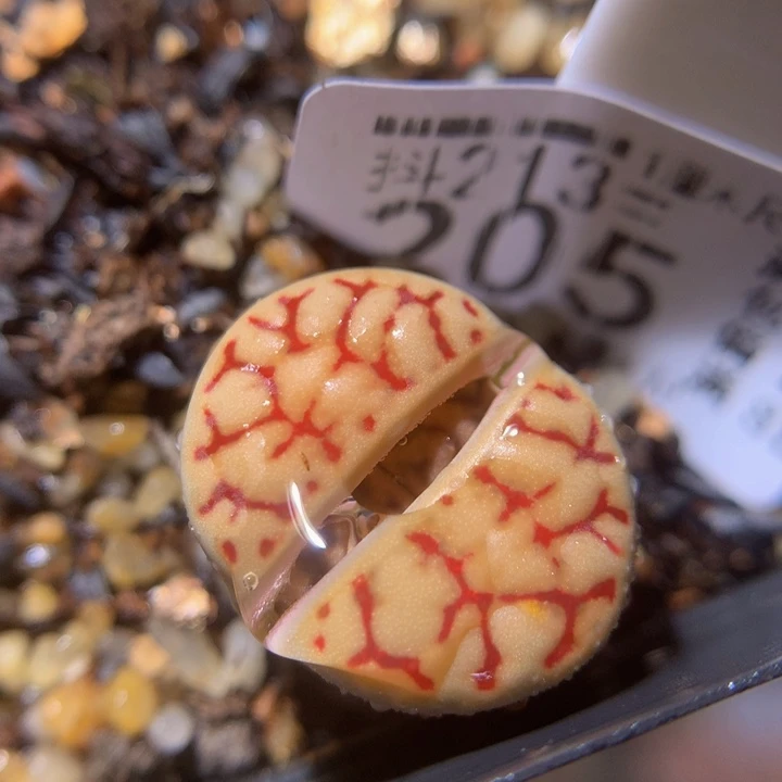 精品生石花213.205