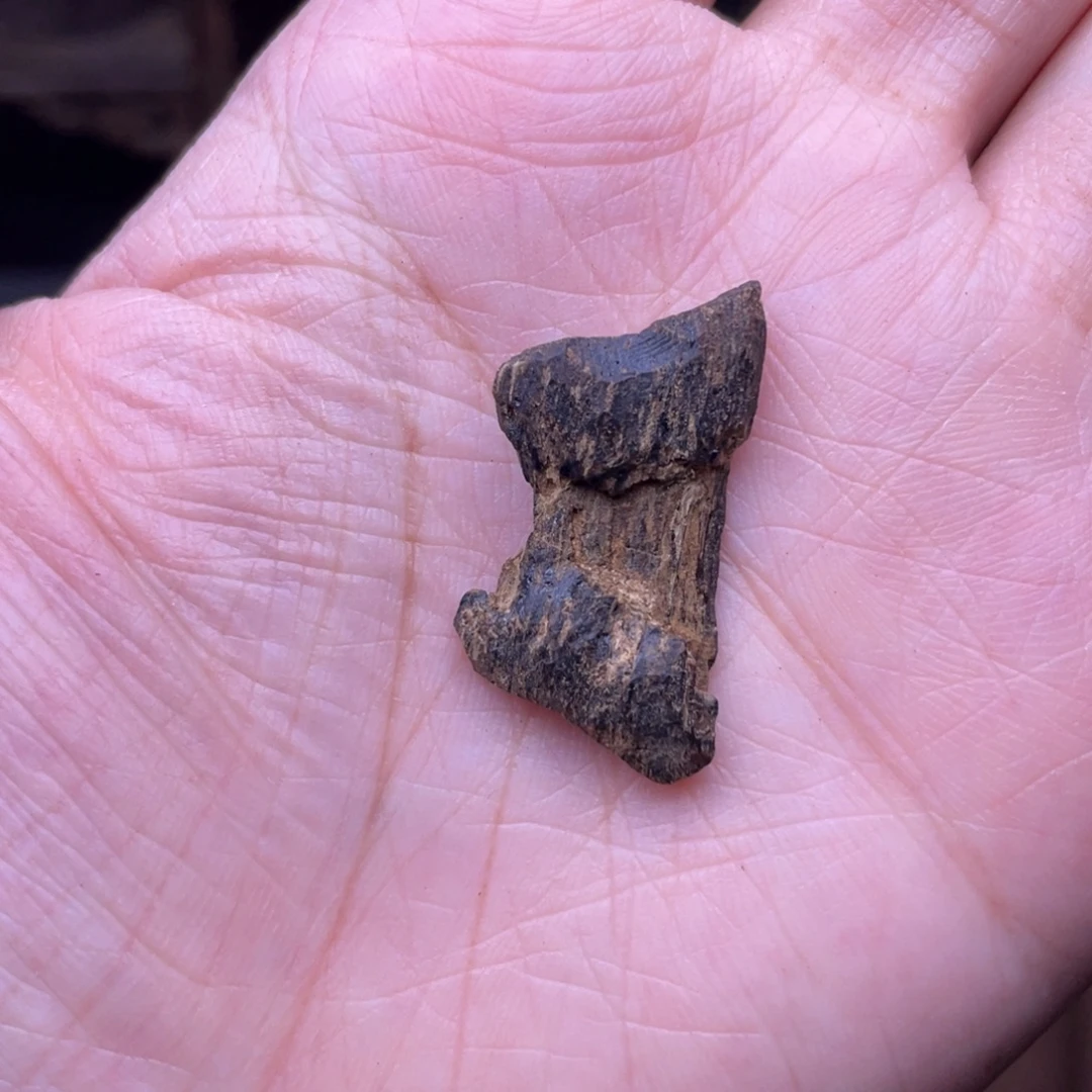 香榧木海南沉水树心油1克