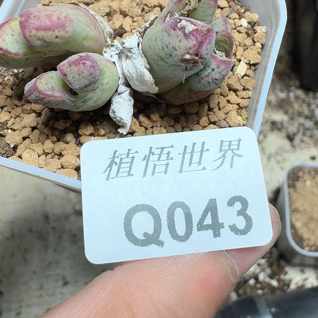 043号多肉植物哇f g