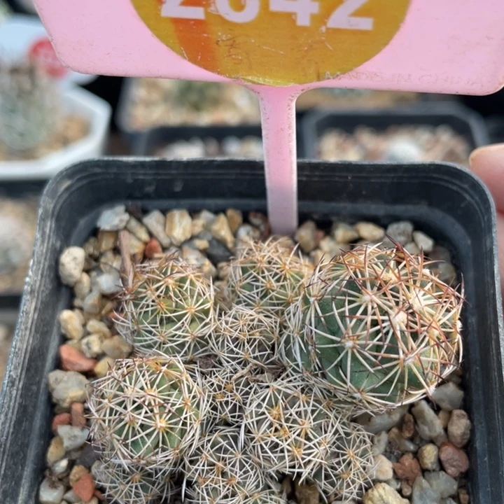 河***姐实生狮子奋讯群28420000000