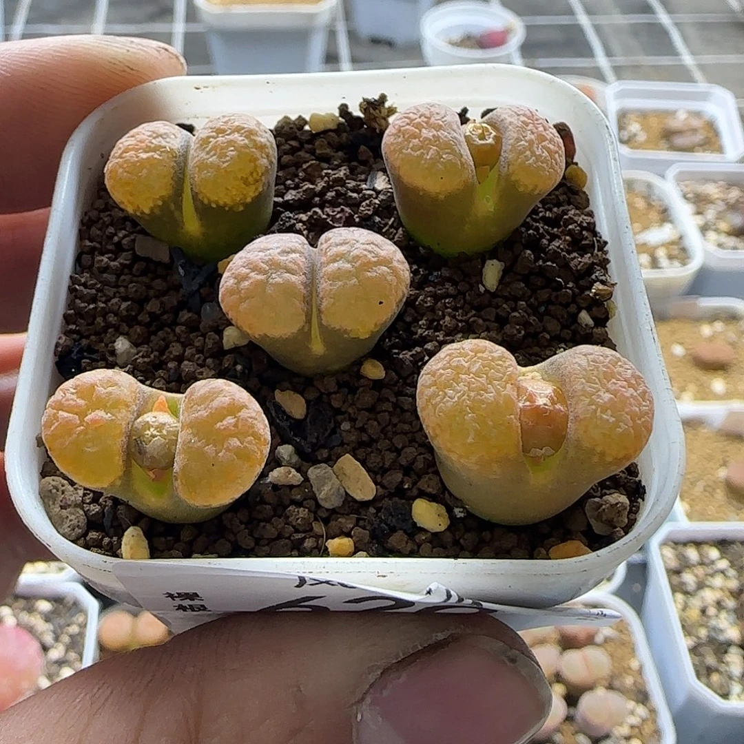 620超级蛋糕5颗裸根发货