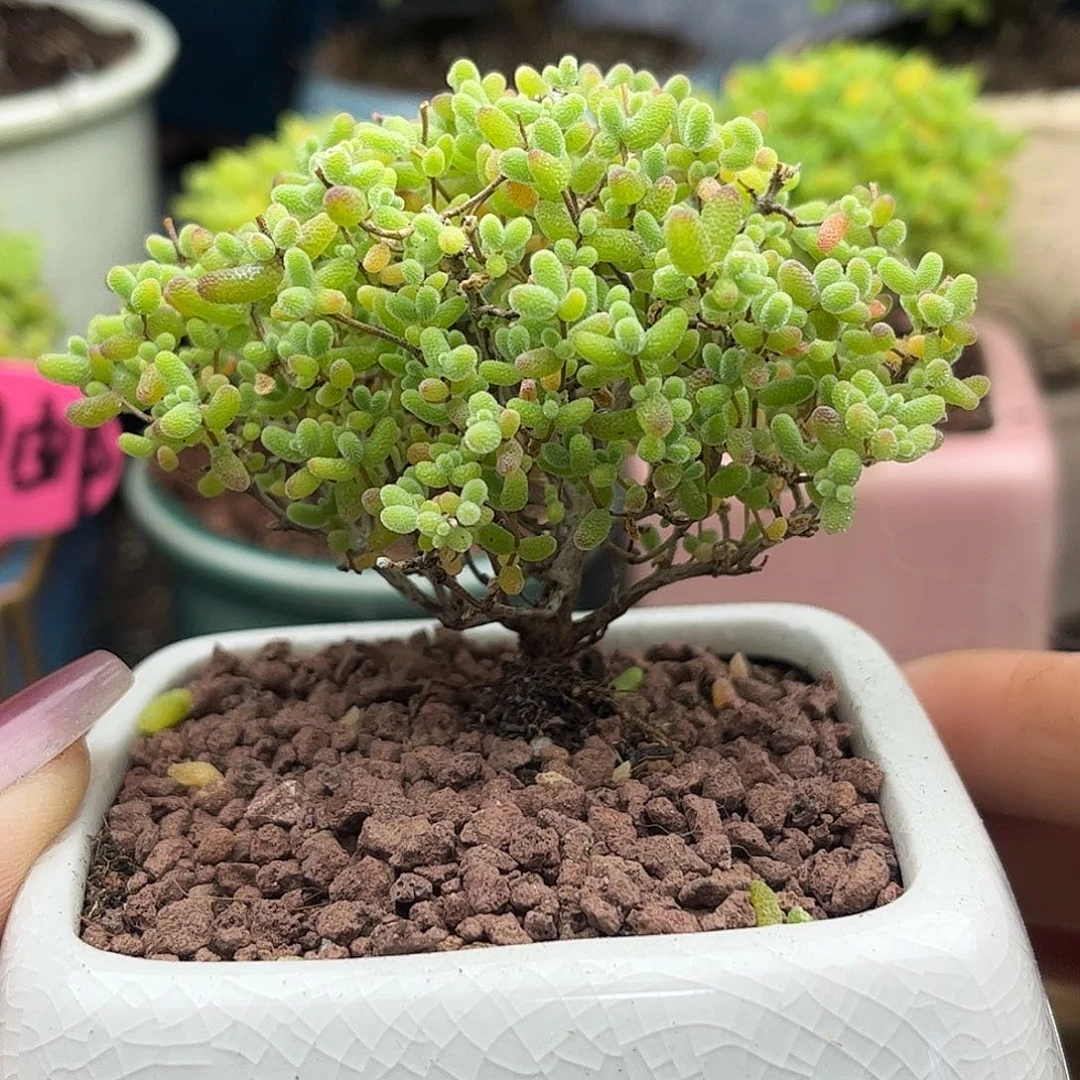 30蜜桔带盆优选枝干番杏