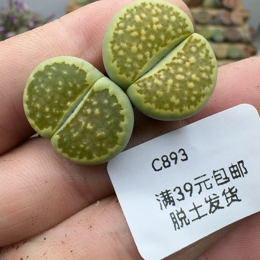 893多肉哈哈哈哈哈哈宝贝
