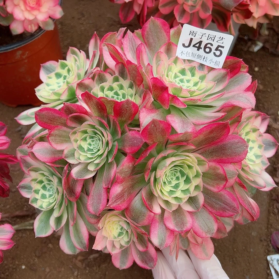 465玉姿尺寸25左右