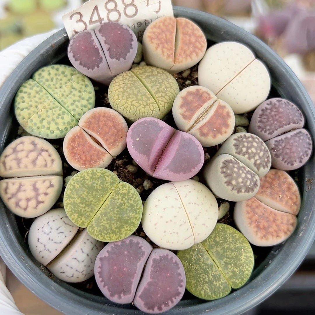 3488 好养易活生石花大母本