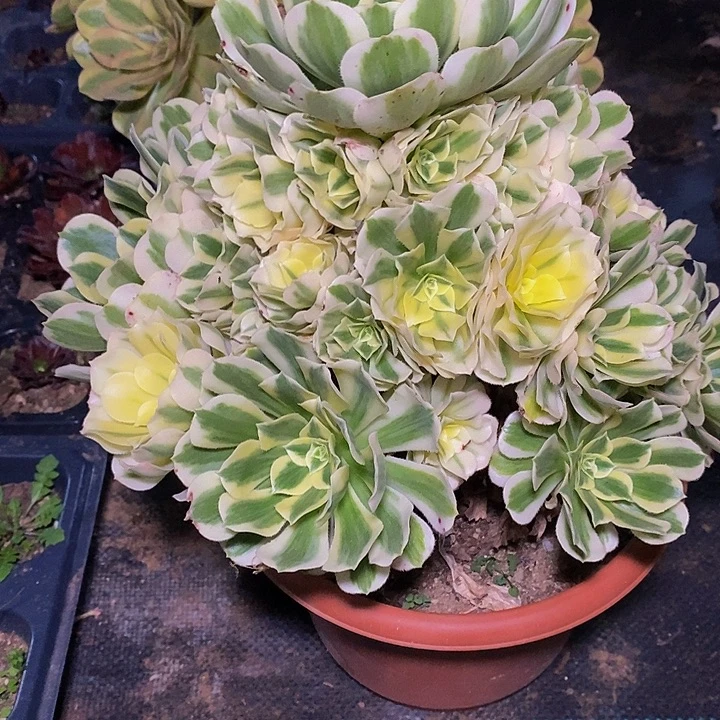 多肉植物保护研究所