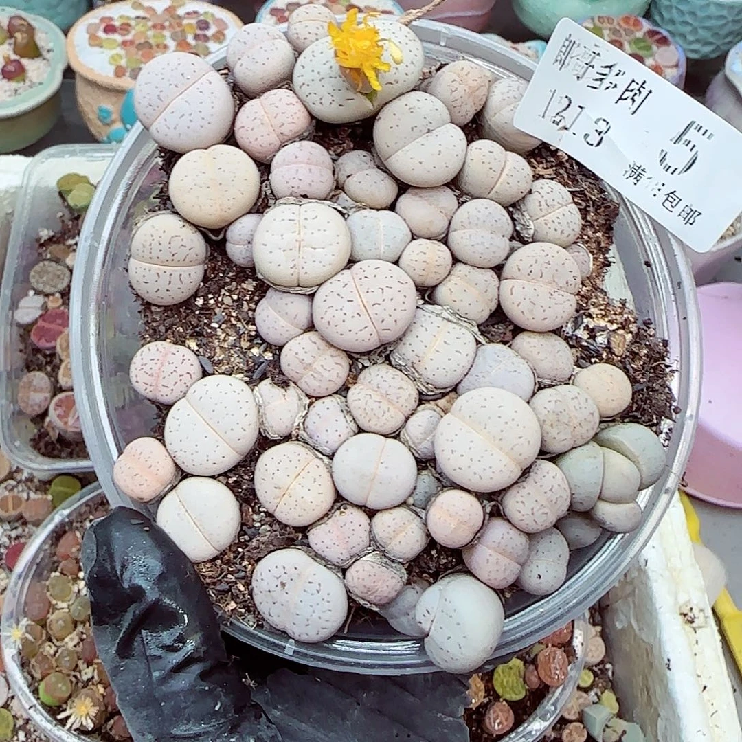 生石花满18包邮1213-5
