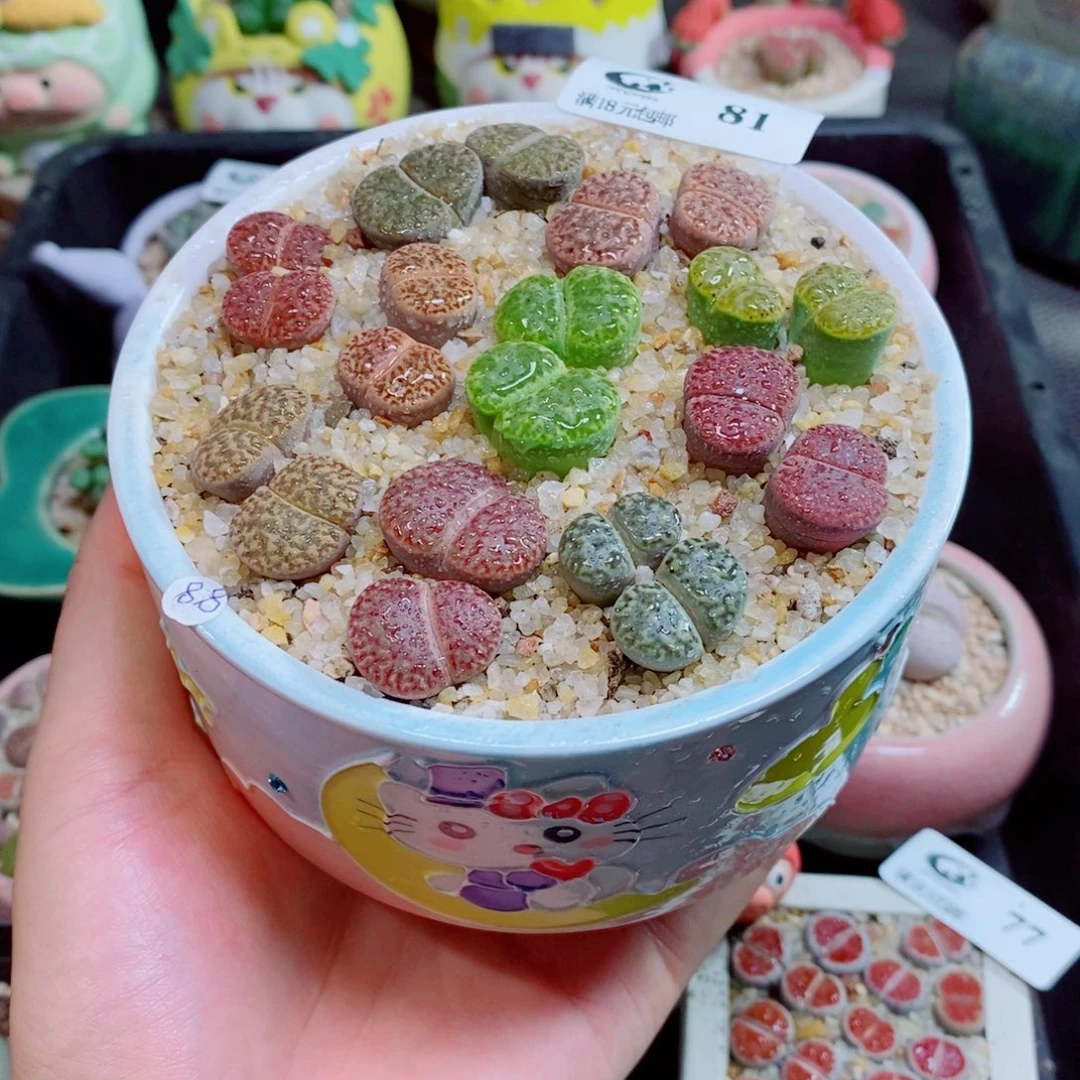 生石花花花花花花81