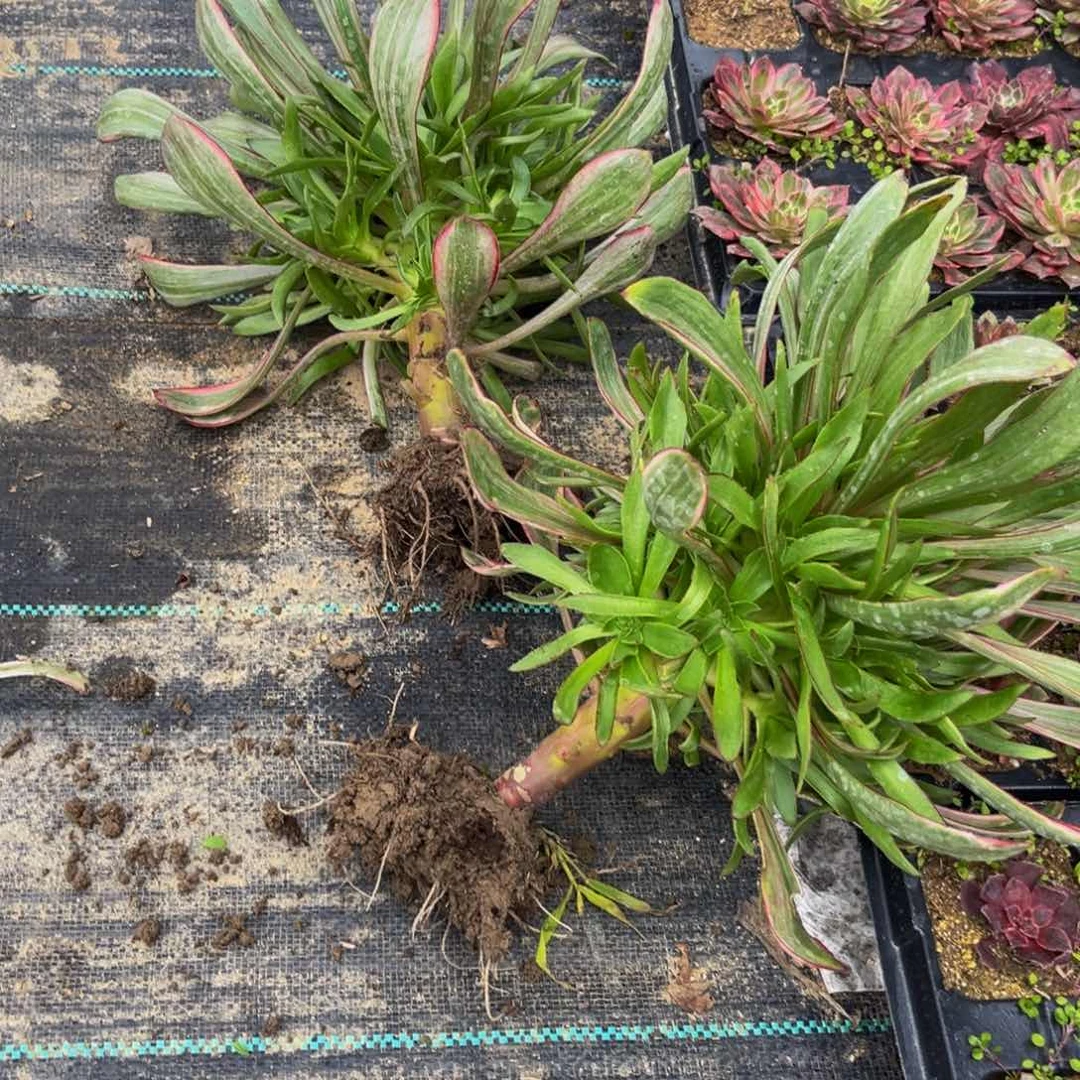 火风多肉植物捧花的