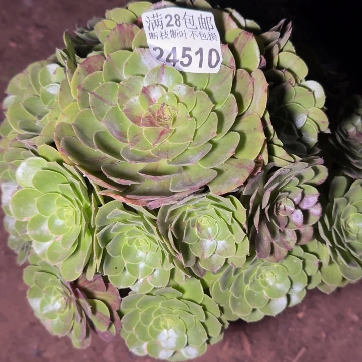 24510花月夜多肉植物