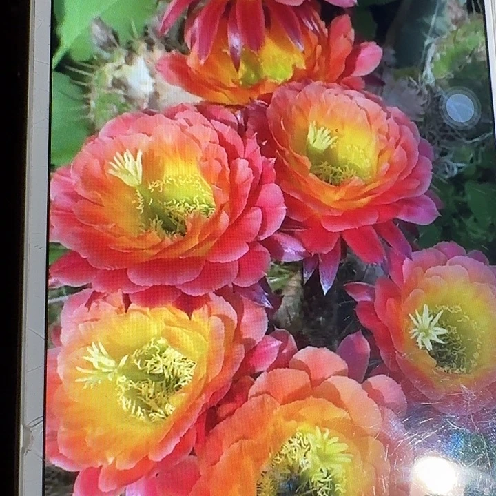 大满贯带根高8公分毛花柱