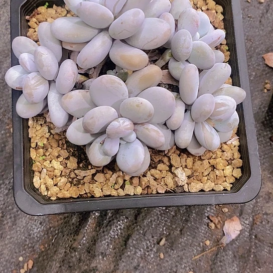 无花朵?****࿐奶多肉植物