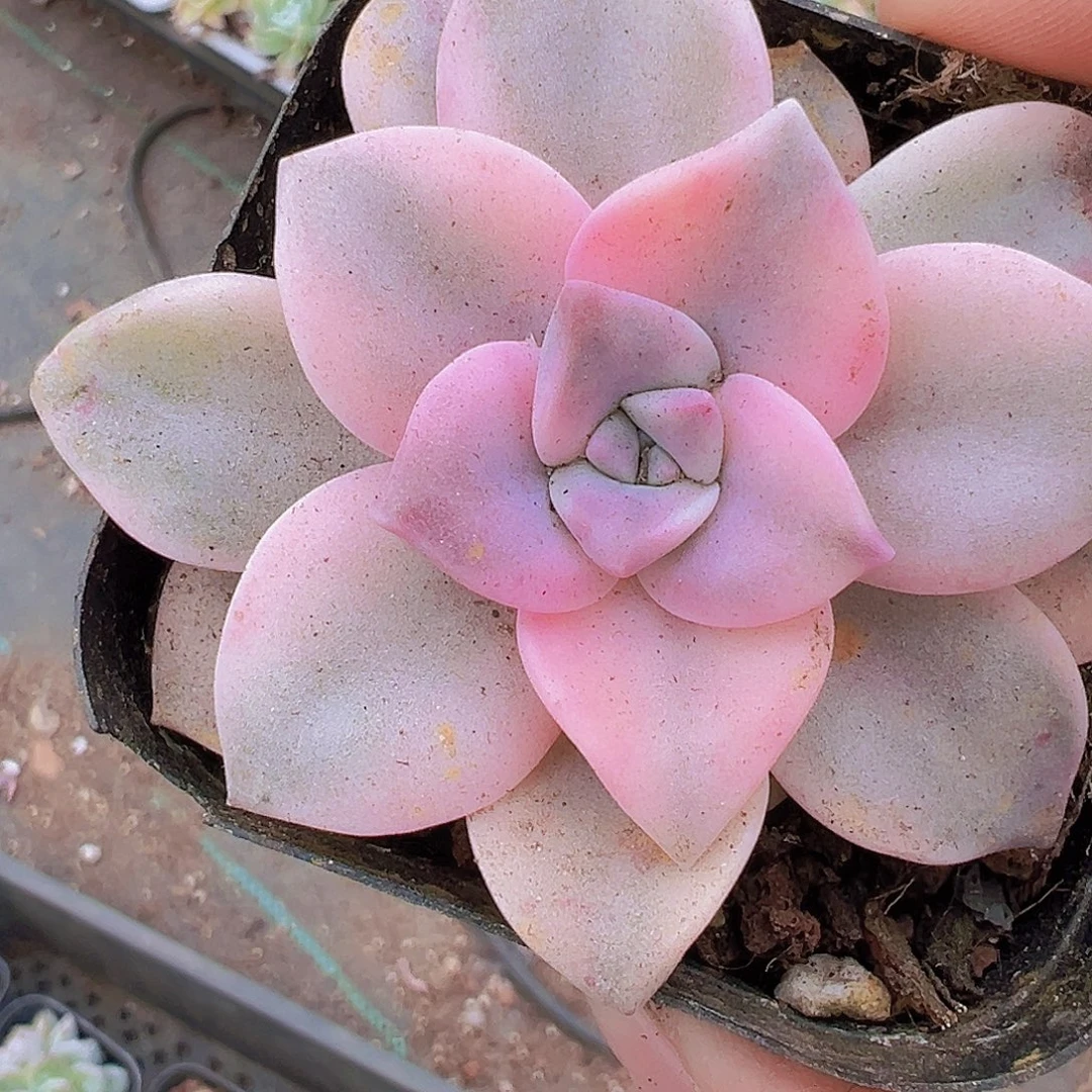 紫乐锦19包邮多肉植物