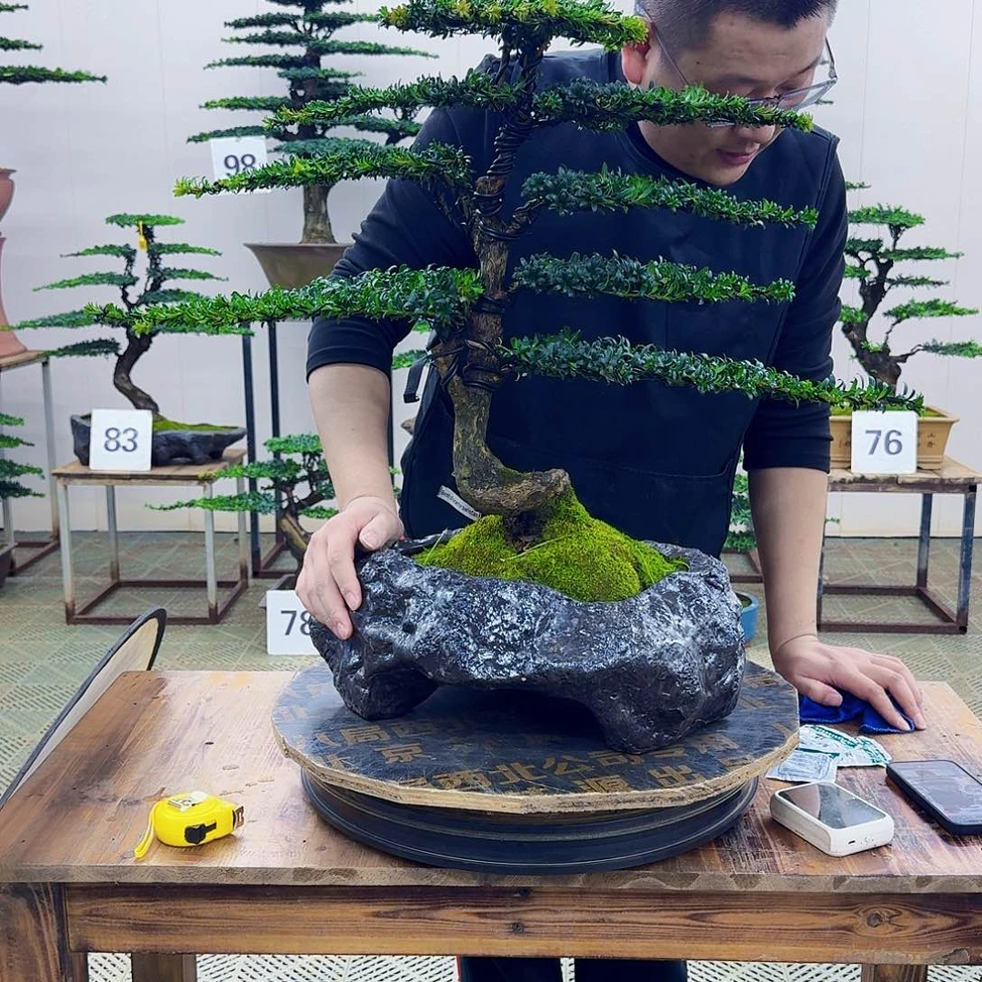 无花朵珍珠红芽罗汉松造型盆景