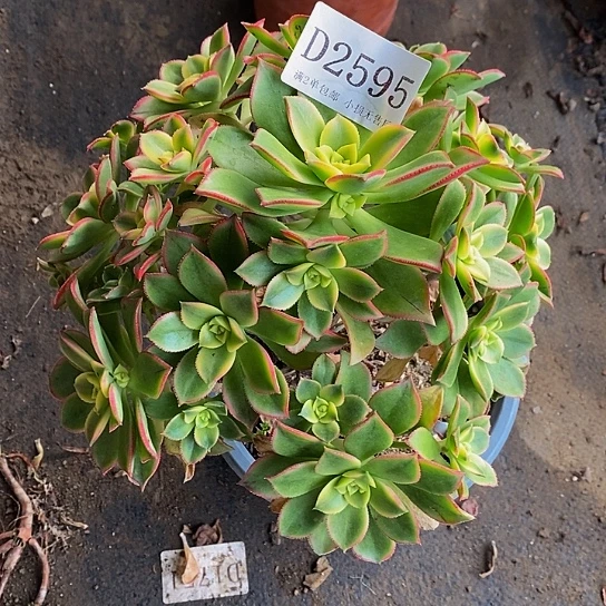 2595艳日辉多肉发货叶片有黑斑