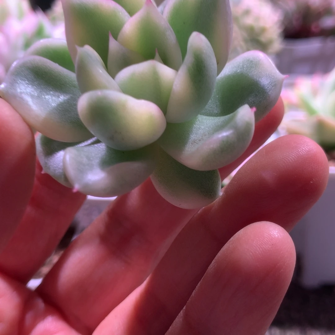 白玫瑰完美覆轮锦砍头