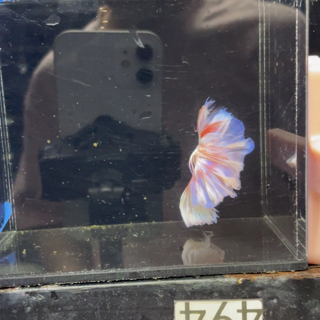 海水鱼哈哈哈哈哈哈哈494