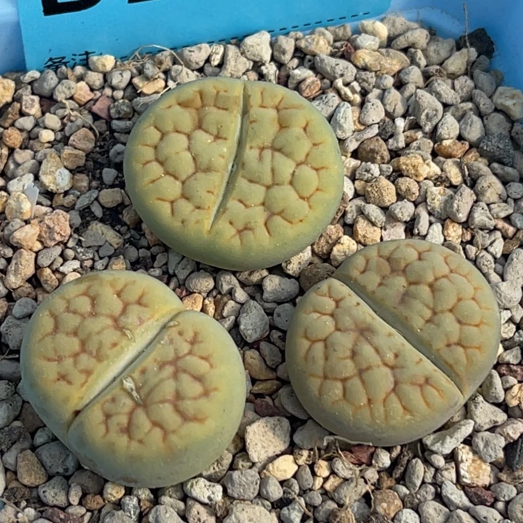 2405黄绿富贵三颗。