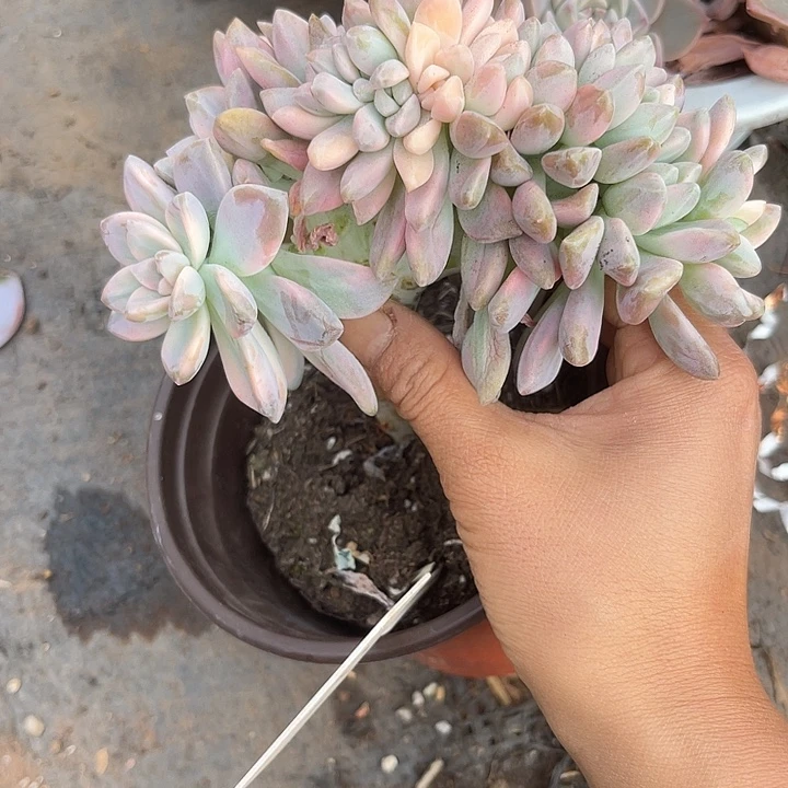 两单包邮，一物一拍72锦缀