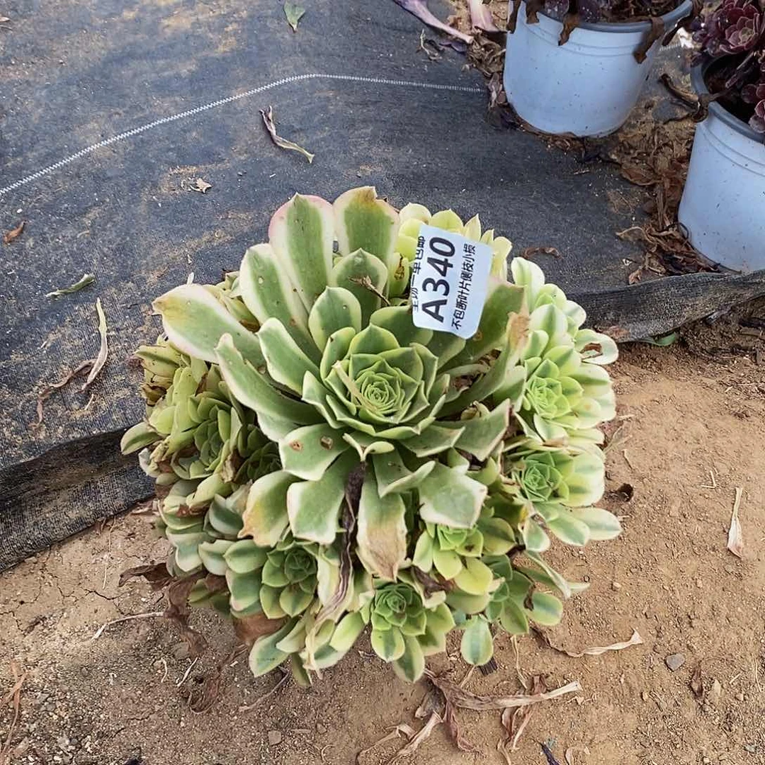 340绿豆沙多肉法师锦