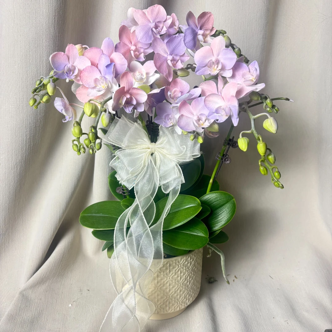 【棉花糖】蝴蝶兰马卡龙稀有色系 稀有植物提取上色工艺