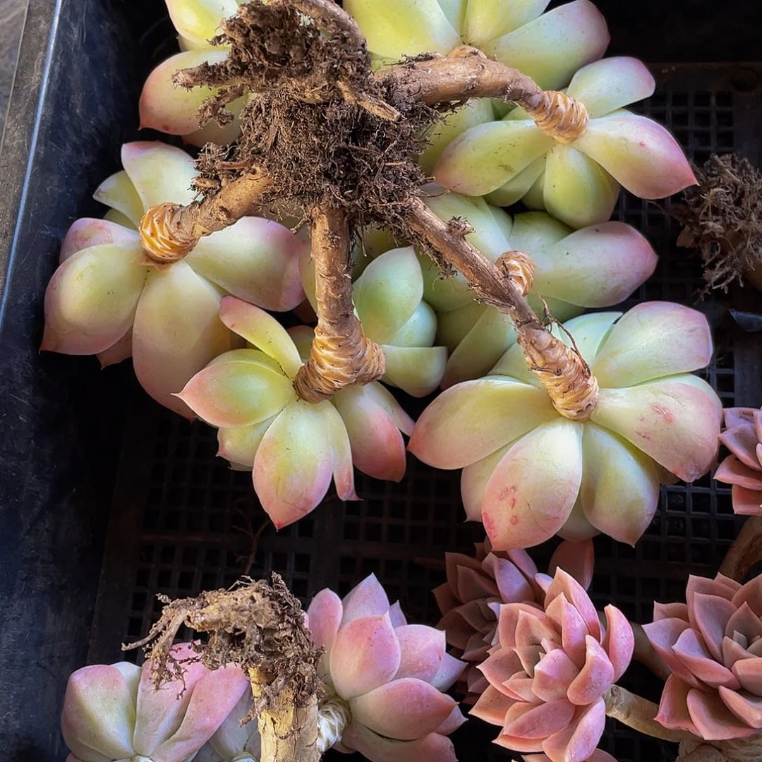 越****y多名阁多肉植物