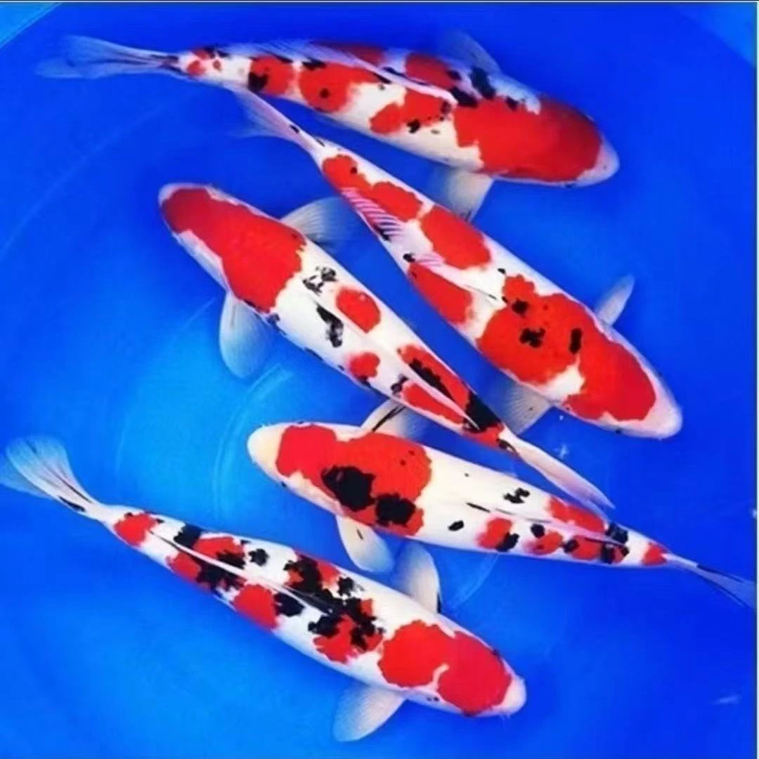 1号链接 数字号1-200好活耐养精品锦鲤淡水鱼