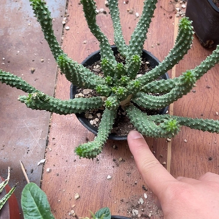 无花朵实生九头龙块根