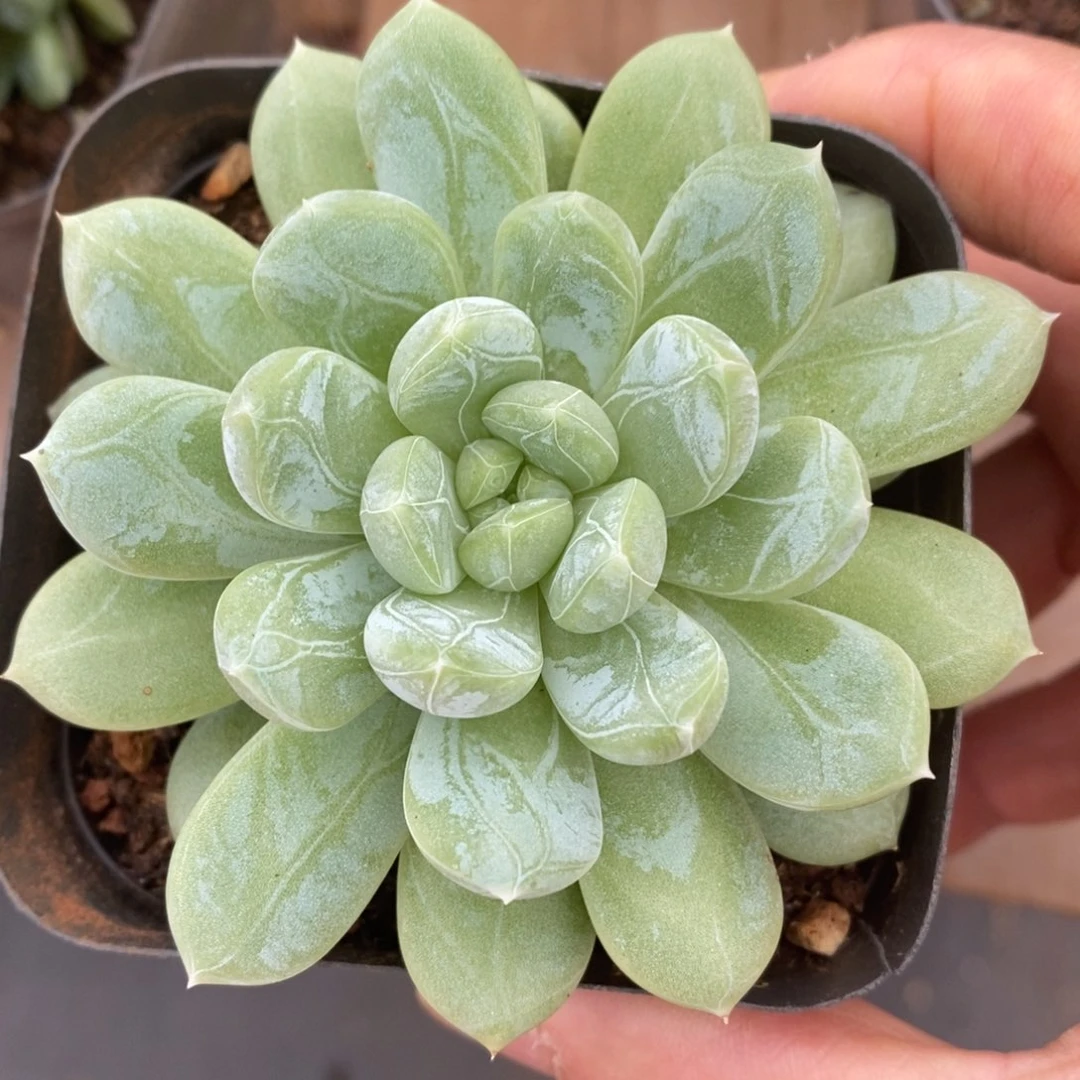 精品多肉一物一拍不包整141