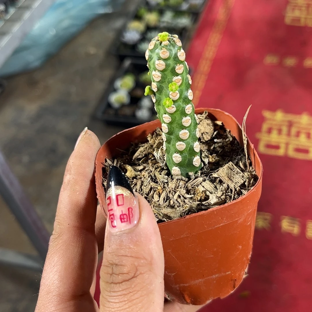 单头无刺霸王鞭有根发货有根发货