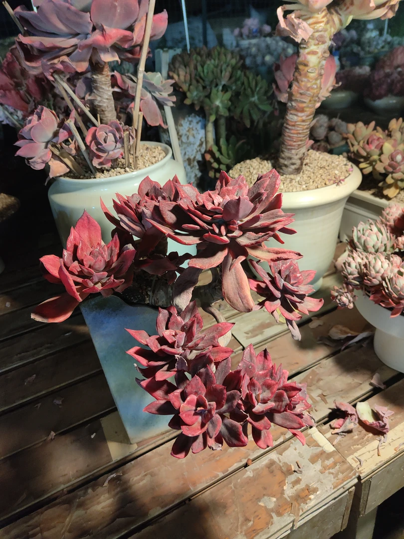 多肉植物钻石锦整群